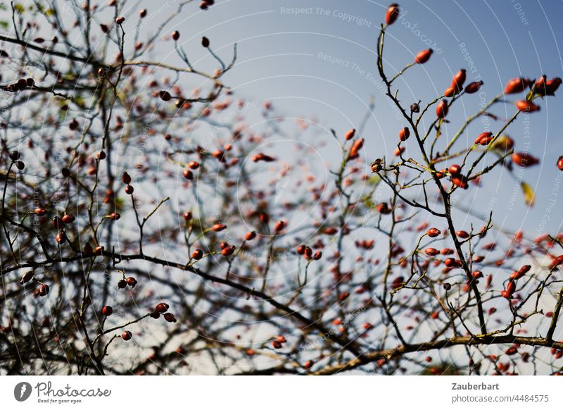 Red rose hips on bush against blue sky Rose hip shrub rose-hip bush Sky Blue Plant Nature Bushes Fruit Berries Autumn twigs Twigs and branches Berry bushes