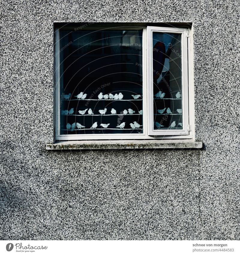 birdworlds Iceland House (Residential Structure) Window Jewellery Decoration Living or residing Exterior shot Colour photo Deserted dwell Building Architecture