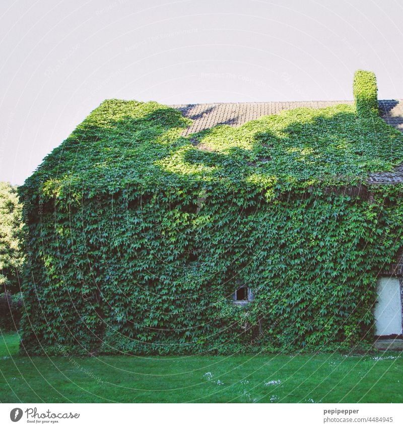 Green area - old house planted with ivy Green tones Green space Ivy ivy leaves ivy leaf ivy vine wax waxing Overgrown Nature Plant Wall (building)