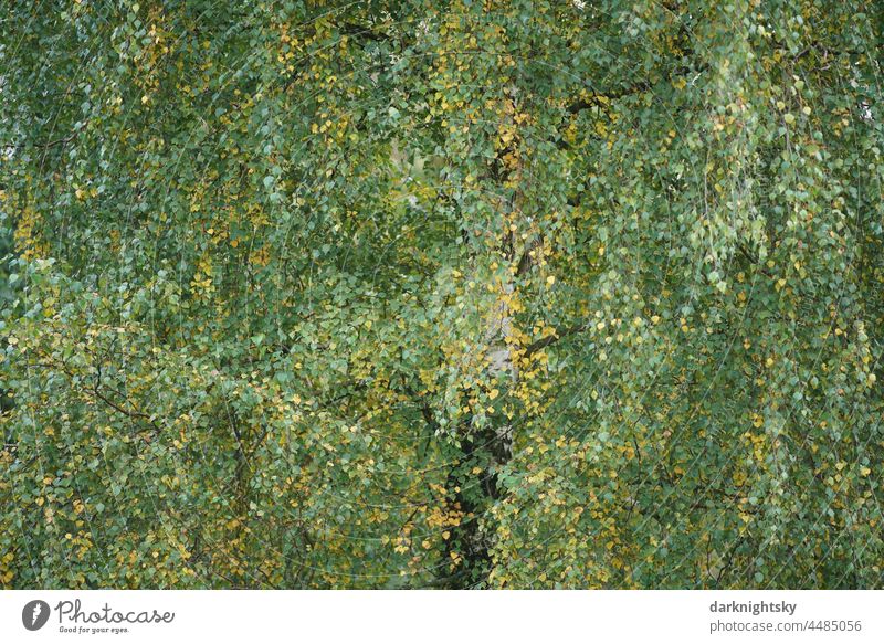 Foliage, branches and hidden trunk of a birch, also called sand birch (Betula pendula) birches Birch leaves betula pendula Sandbirch Leaf canopy Canopy