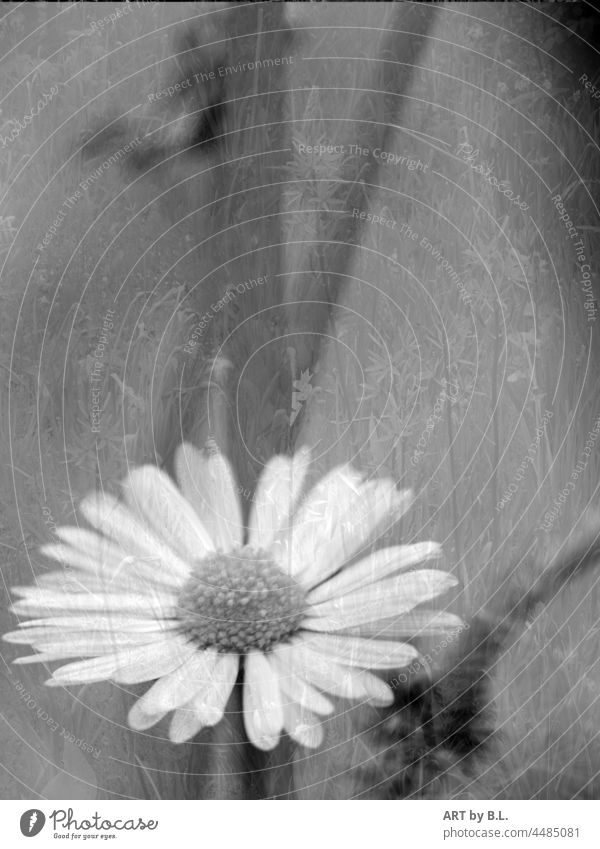 The little flower from back then... Flower little flowers Daisy Black and white Nature background dwell decoration Wall decoration colourless monocrom