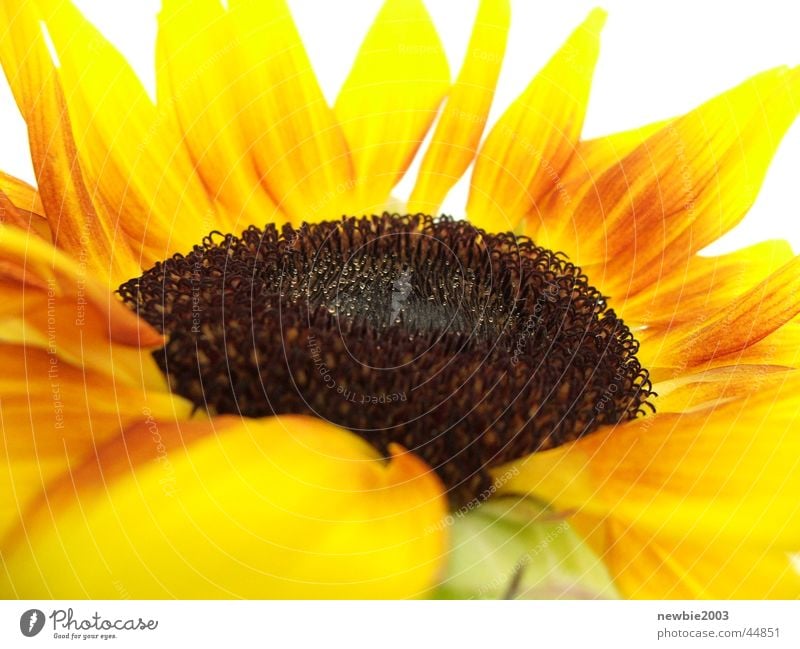 SuNfLoWeR 2 Sunflower Flower Yellow