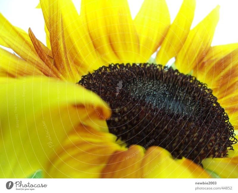 sunflower Sunflower Flower Yellow
