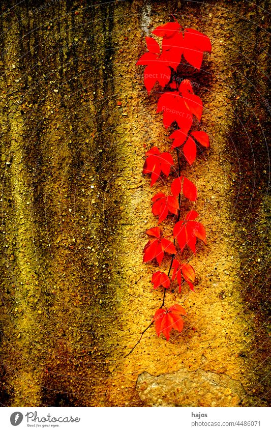 wild wine leaves in autumnal colors on a concret wall red sunny shiny season seasonal fall painted still nature Germany background copy space free text