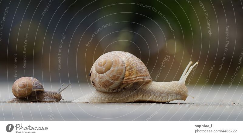child snail following mother snail, small and big escargot on their way slow crawl speed baby little two slug helix pomatia mama care adult parent family street
