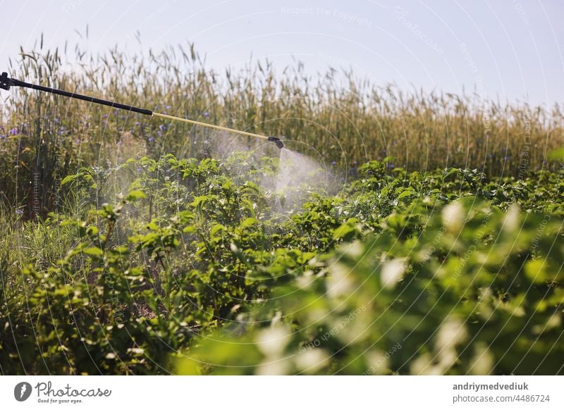 A farmer with a mist sprayer treats the potato plantation from pests and fungus infection. Use chemicals in agriculture. Agriculture and agribusiness. Harvest processing. Protection and care