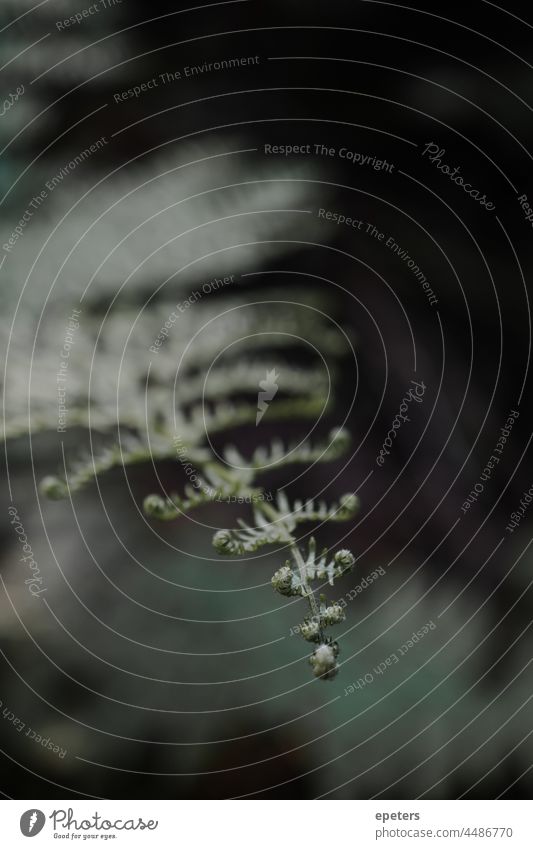 Close-up of a single fern branch afternoon background beautiful bokeh breath of fresh air close-up closeup color dawn environment afar remotely flora folio