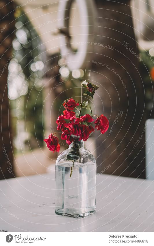 A vase made from a glass bottle for a red flower arrangement background beautiful beauty beauty flower bloom blossom botanical botany bouquet branch bush