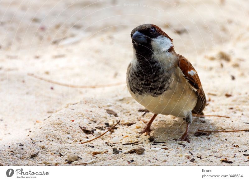 black eye in sand belle mare mauritius Vacation & Travel Trip Nature Animal Sand Coast Bird Line Dirty Brown Yellow Gray Black White sparrow Feather plumage