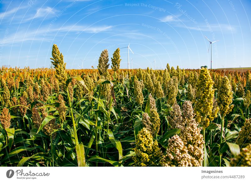 Biofuel and food, sorghum plantation and wind power. Field of sorghum, also called durra, milo or jowari. Agriculture agricultural field Bio-fuel Grain Plant