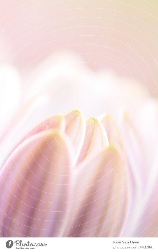 Pink flower Flower flowers Blossom Nature Plant Spring Summer blossom blurriness spring feeling come into bloom Blossoming daylight natural light petals