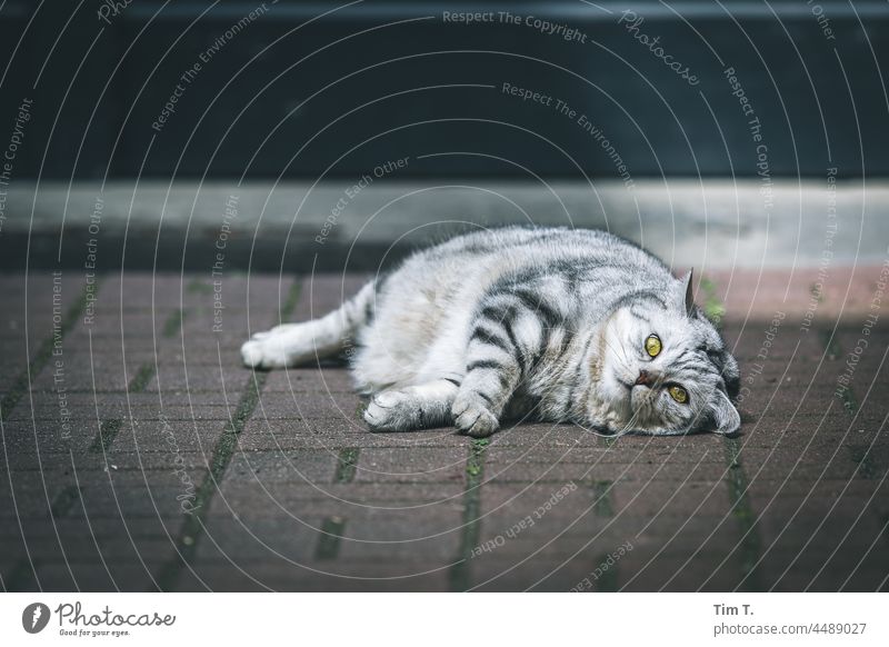 a cat lies in the backyard and looks into the camera Cat Berlin Backyard Outdoors Front or backyard Pelt Longhaired cat pets freigänger purebred cat Cute