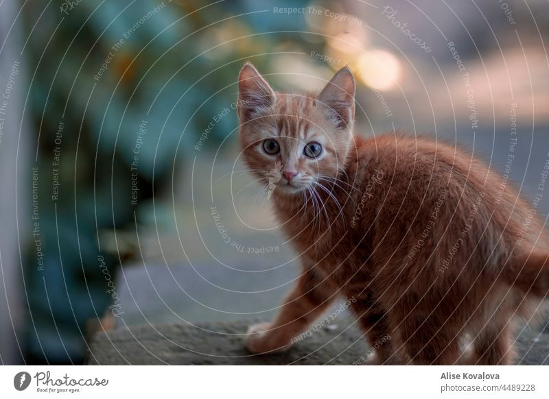startled cat Cat Animal Pet Animal portrait Domestic cat Looking Cat eyes Mammal Looking into the camera Observe Cat's head Eyes Colour photo Animal face