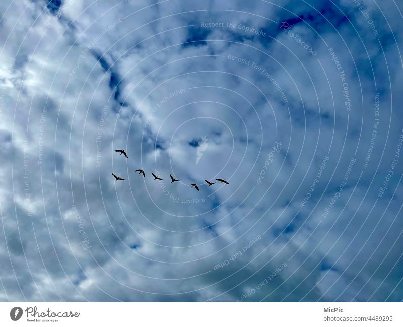 Birds pass in the sky birds South Pull Flying fly south End of summer Autumn beginning of winter Migratory birds Gull birds geese Sky Nature Flock of birds