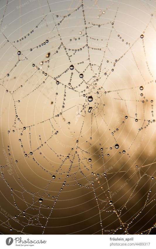 UT Teufelsmoor | Morning Dew in the Spider's Web Nature Experiencing nature Love of nature Exterior shot Environment Spider's web Drop dew drops sparkle