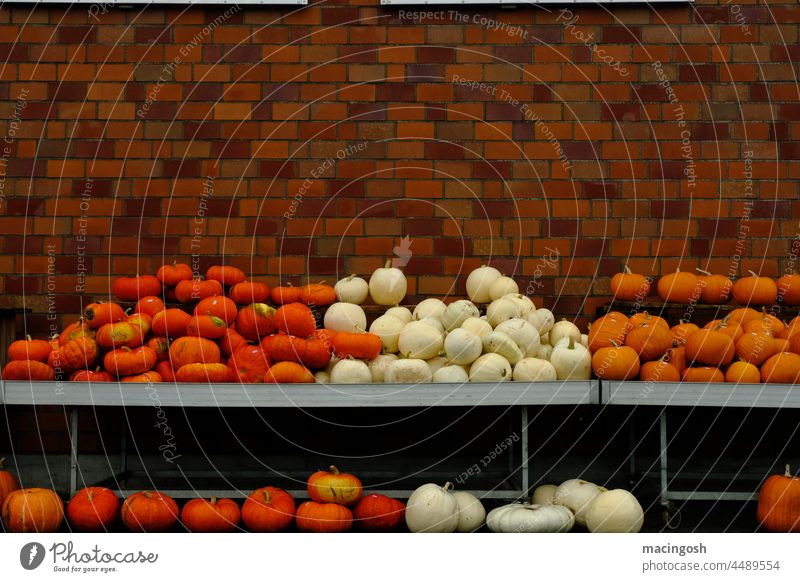 Pumpkin stall in front of brick wall Red Brown White Orange pumpkins Pumpkin time Autumn Hallowe'en Vegetable Food Colour photo Organic produce Vegetarian diet