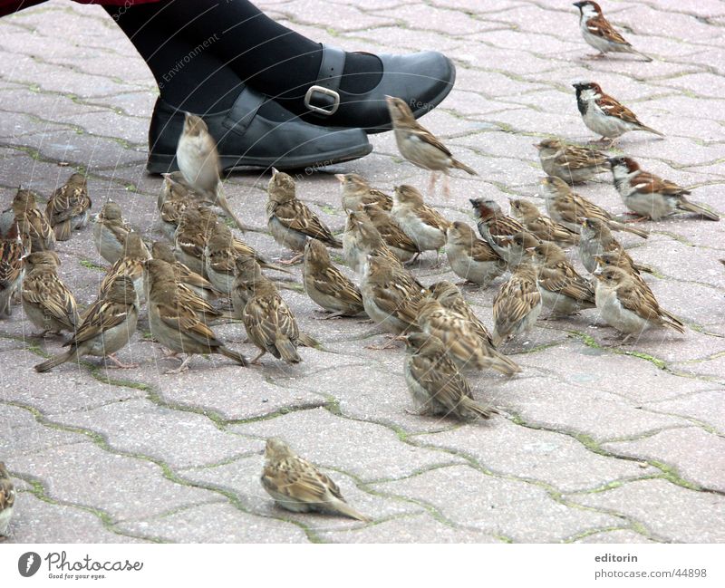 Berlin sparrows Sparrow Alexanderplatz Brash Threat
