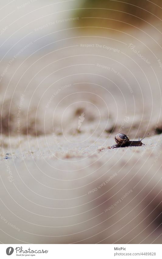Little snail with little house crawls over beach focus Crumpet Sand Beach Snail shell Ocean Close-up Nature Exterior shot Animal Shallow depth of field Feeler