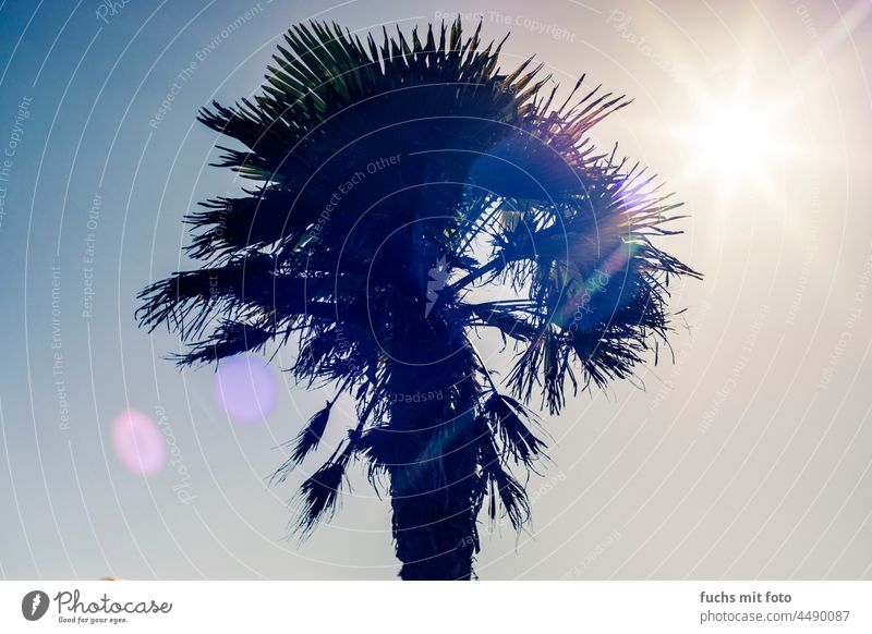 Palm tree against the light Lensflare Sunlight Summer Colour photo Beautiful weather Sky Vacation & Travel Summer vacation Plant Tree Deserted Palm frond