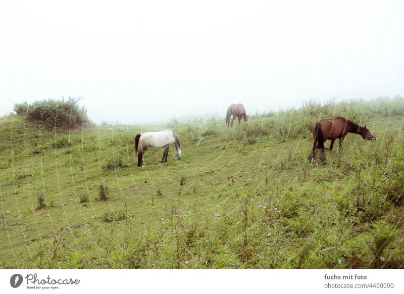 Horses in the mist, grazing horses Fog Willow tree Gray (horse) Grass Nature Landscape Exterior shot Animal Field To feed Colour photo Green Brown Environment