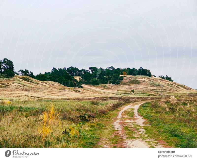 Path to the inland dune duene Inland Dune Lanes & trails Nature Grass Heathland Sand trees Hill elevation Relaxation Environment tranquillity Sky Green