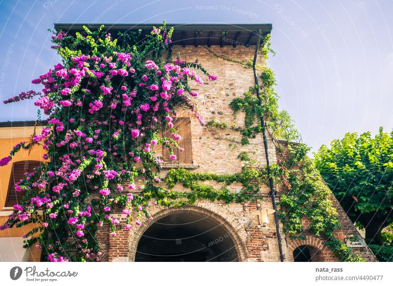 Amazing bouganvilea flowers on a wall of an antique house in Sirmione near lake Garda flora blossom exterior facade town garda lake bloom decoration vibrant