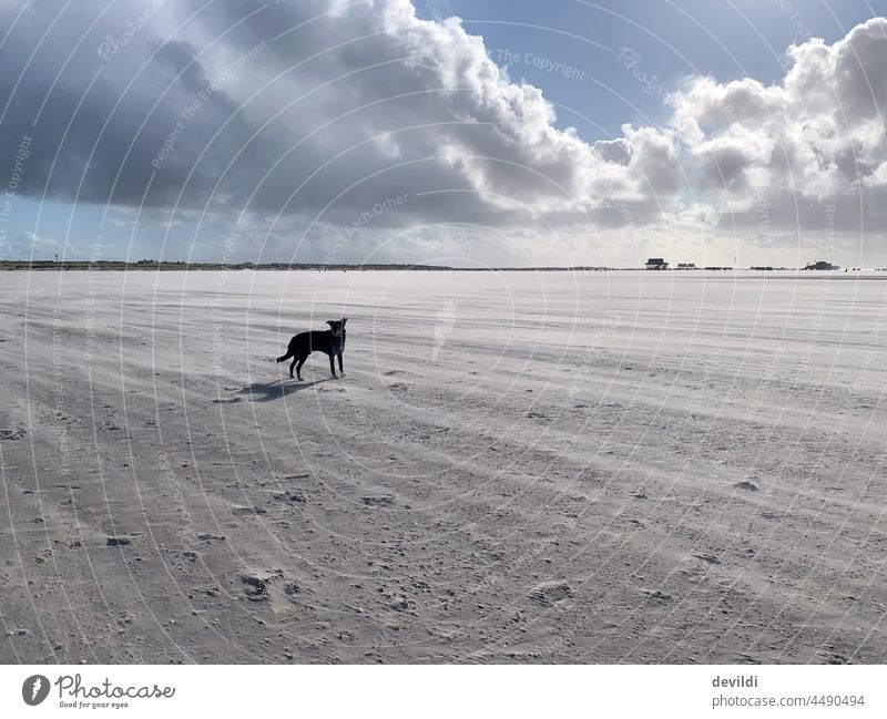 Dog alone on the wide beach of St. Peter Ording Beach St. Peter-Ording Sandy beach Clouds in the sky by oneself Lonely Autumn Sky sunny sunny weather