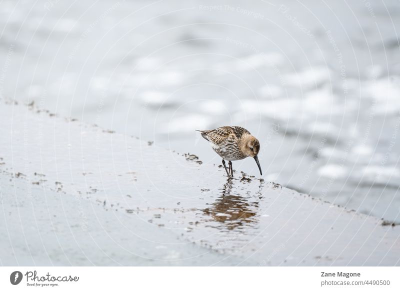 Dunlin bird (Alpina Caladris) walking by the Baltic sea shore, looking for food on short stop during migration birds in winter sea birds dunlin baltic sea