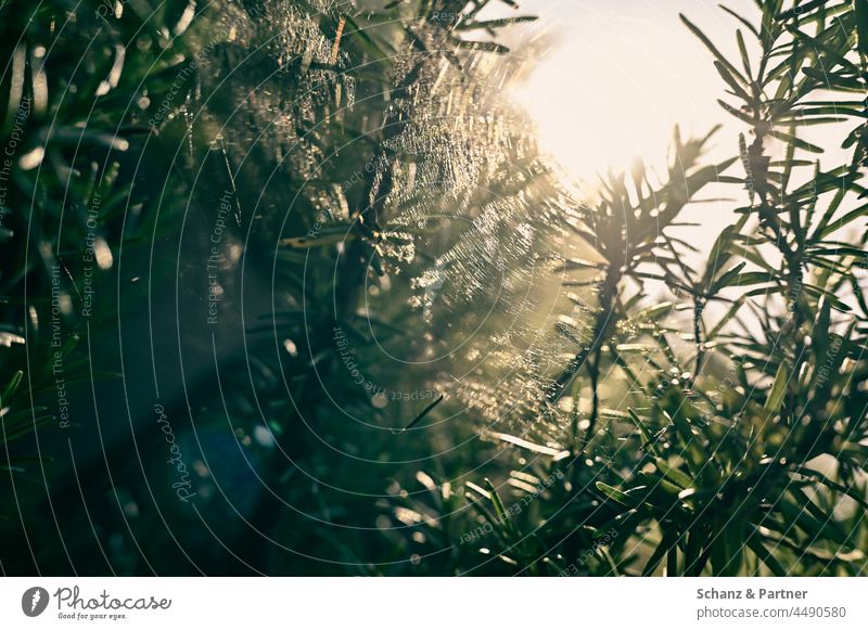 Spider web in a rosemary against the light Rosemary Spider's web Back-light Spin webs Garden Natural garden Nature herbs cross-linked
