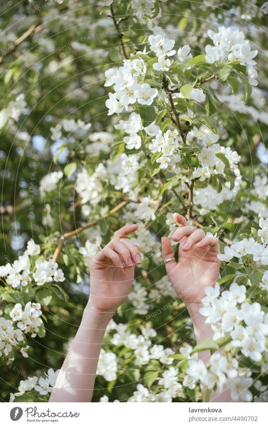 Female hands raised up in front of flowering tree woman girl flowers forest nature female outdoors blooming recreation woods outside in the air happy arms