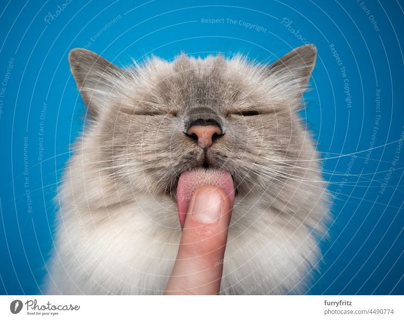 birman cat licking treats off finger showing the papillae on cat's tongue fluffy fur feline longhair cat blue point beige studio shot blue background indoors
