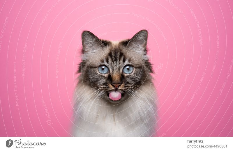 cute birman cat sticking out tongue looking at camera on pink background fluffy fur feline longhair cat seal tabby point beige studio shot indoors one animal