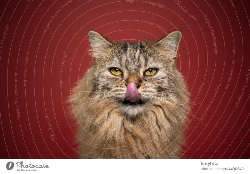 hungry fluffy tabby cat licking lips portrait on red background longhair cat pets fur feline norwegian forest cat studio shot looking at camera whisker