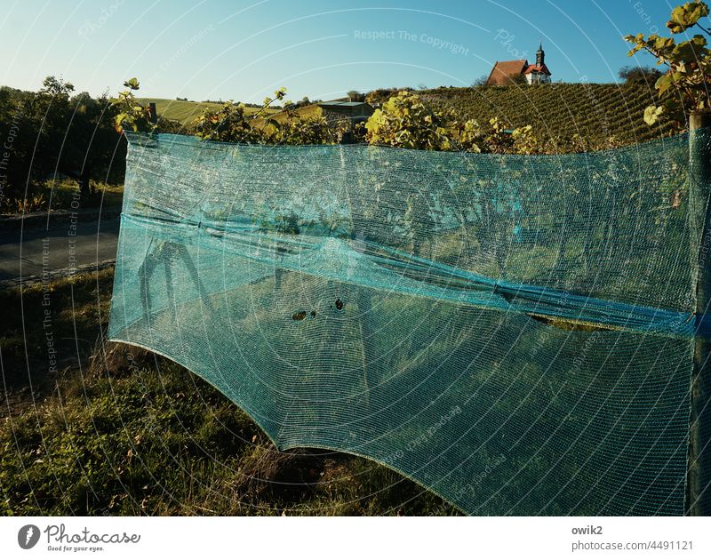 Mary in the vineyard Vineyard Manmade landscape Vines tarpaulin spanned Protection Turquoise semitransparent Barrier Horizon Cloudless sky Church Old famous