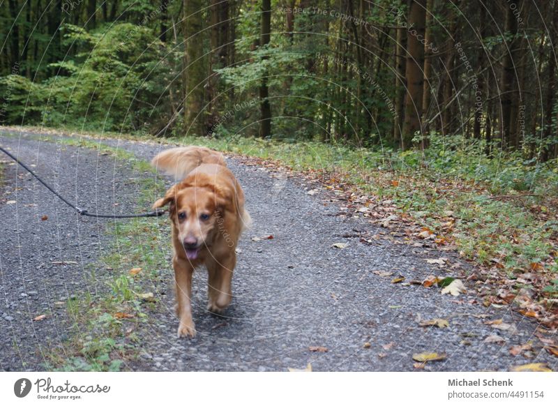 A Golden Retriever on a walk in the woods Dog,pedigree,golden retriever,brown,walk,forest, Animal Colour photo Day Nose