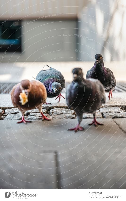 Pigeons peck bread from the ground City pigeons Bird birds Feed Food envy Envy envious Beak Bread Crumbs Animal Flying Grand piano Feather Freedom Feeding road
