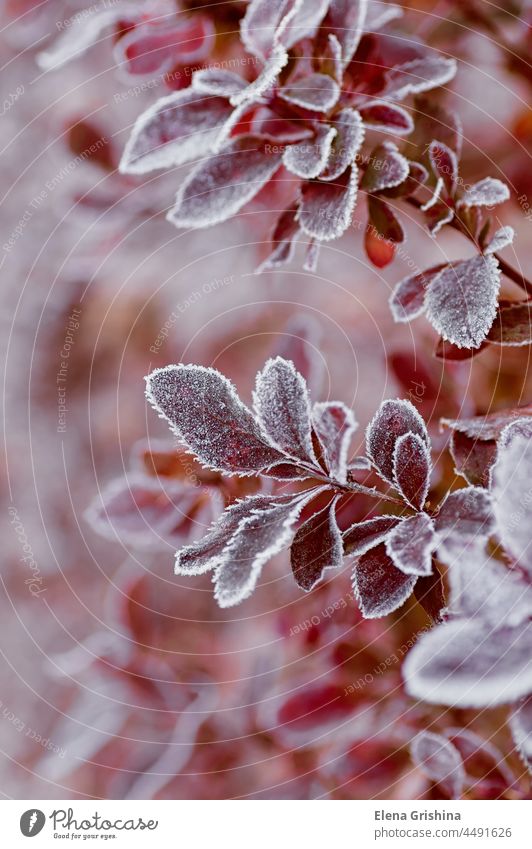 Barberry leaves covered with morning frost. Close up. Vertical crop. barberry garden vertical hoarfrost leaf beautiful season autumn cold winter white texture