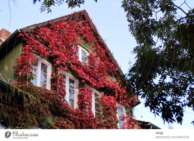 autumn red coloured vine leaves on a house facade Autumn Autumnal colours Vine Virginia Creeper Facade House (Residential Structure) Wall (building) Window