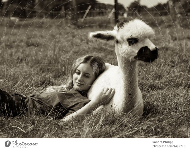 Girl lies leaning against an alpaca in a meadow Alpaca Alpaca shooting moored Serene tranquillity patience relaxation Familiarity Meadow Nature Exterior shot