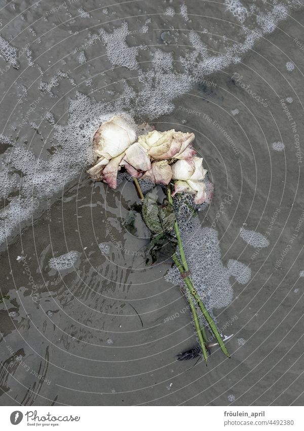 Farewell - Roses to say goodbye Goodbye Grief Transience pink Water burial at sea last greeting Wavy line flowers Funeral Sadness Ocean