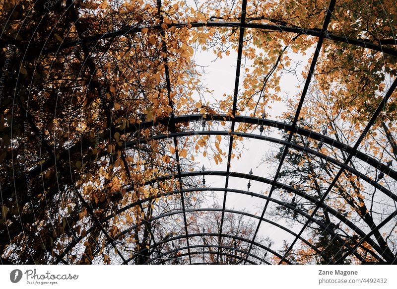 Moody metal arch with fall trees and grey sky spikes moody fall ceiling prison limitation limitations trapped trapped in cage caged autumn