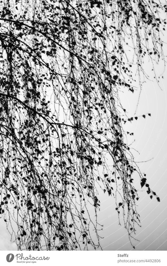November gray|and black lace| a birch tree in new dress birch twigs November blues november melancholy sad Gloomy November Vibes November mood November picture