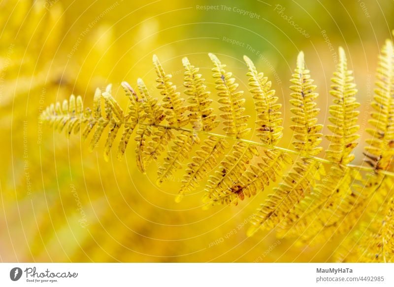 Autumn fern in the grass Fern Nature Plant Fern leaf Botany Foliage plant Leaf Exterior shot Forest Colour photo Detail Pteridopsida Close-up Wild plant