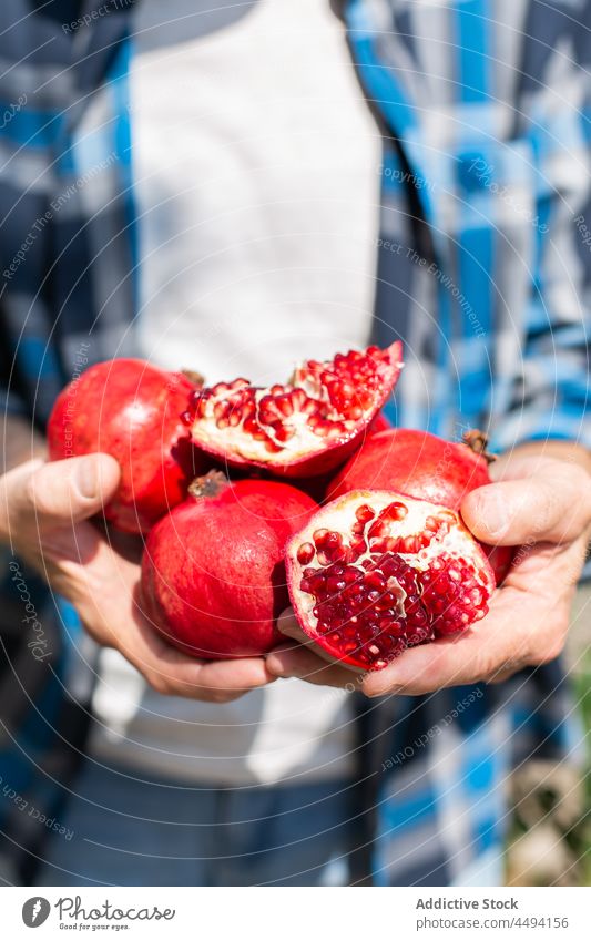 Unrecognizable gardener with ripe pomegranates fruit seed harvest organic pick agriculture countryside summer edible summertime red farm agronomy rustic fresh