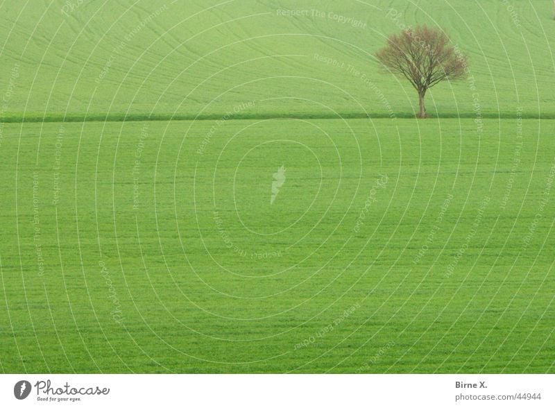 lonely tree Tree Individual Winter Spring Field Meadow Footpath Green Agriculture Cornfield Grassland Structures and shapes Loneliness Niederrhein Xanten Level
