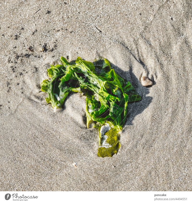 greenpiece Sand Beach alga slice Green Lie washed ashore Ocean North Sea coast sunny Flotsam and jetsam Environment food Life salubriously organic Water
