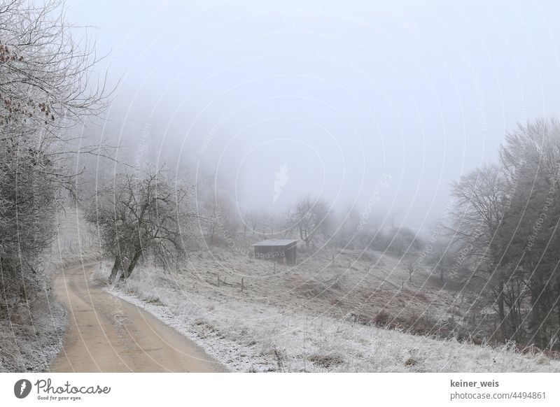 The path leads into a misty landscape in the icy winter off foggy Winter Fog trees Frost Cold Hoar frost winter landscape Tree Nature Wintertime Exterior shot