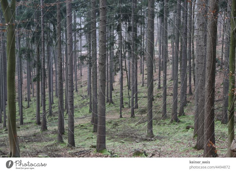 Monoculture of firs in coniferous forest Coniferous forest Forest Deserted Exterior shot Tree Nature Forestry Landscape Colour photo Wood Plant Coniferous trees