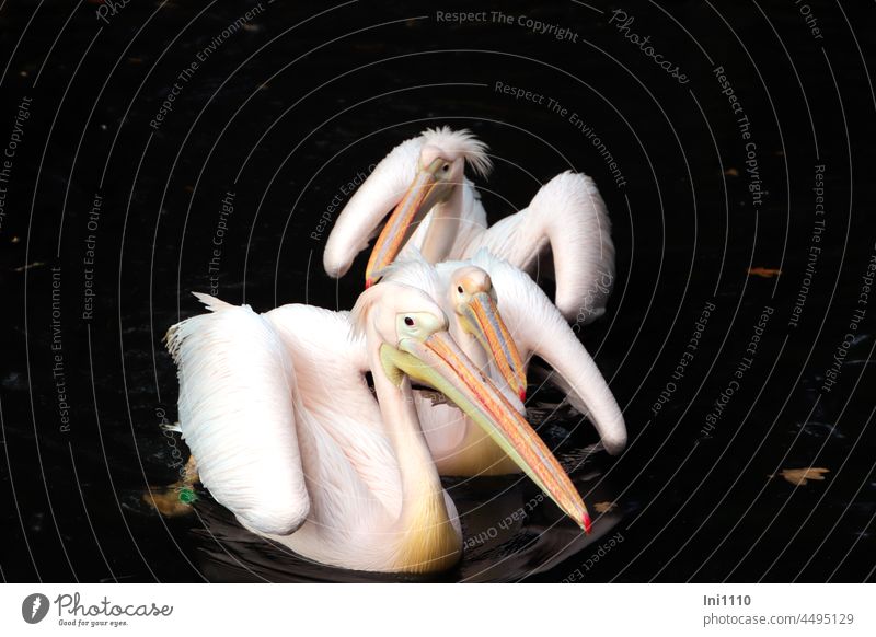 three pink pelicans Bird waterfowl Water Pond be afloat group Pelican Pelecanus onocrotalus Great White Pelican Animal Faces big beak colourful beak eyes
