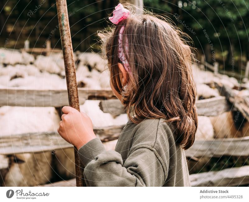 Adorable kid playing in farmyard near enclosure with sheep girl child stick fence herd countryside tree rural childhood pasture local wooden meadow shepherd